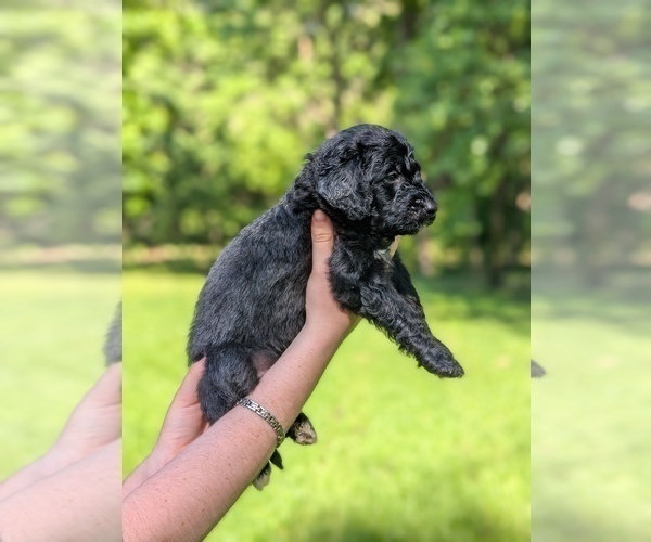 Medium Photo #4 Golden Mountain Doodle  Puppy For Sale in BROKEN ARROW, OK, USA