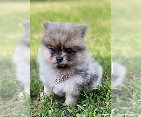 Medium Photo #5 Pomeranian Puppy For Sale in PEMBROKE PINES, FL, USA