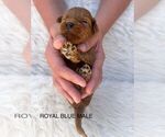 Small Photo #8 Goldendoodle (Miniature) Puppy For Sale in BAKERSFIELD, CA, USA