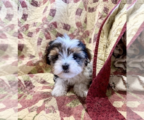 Medium Photo #17 Morkie Puppy For Sale in CASSVILLE, MO, USA