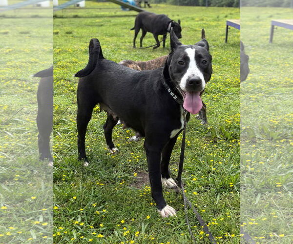 Medium Photo #6 Mutt Puppy For Sale in Virginia Beach, VA, USA