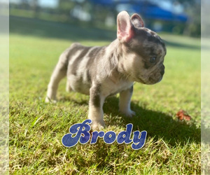 French Bulldog Puppy for sale in CORAL SPRINGS, FL, USA