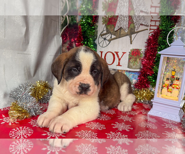 Medium Photo #5 Saint Bernard Puppy For Sale in ORWELL, OH, USA