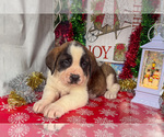 Puppy Missy Saint Bernard