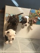Small Photo #4 American Bulldog Puppy For Sale in YAKIMA, WA, USA