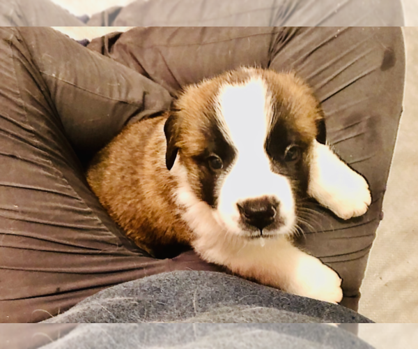 Medium Photo #4 Saint Bernard Puppy For Sale in DIVIDE, CO, USA