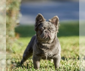 Father of the French Bulldog puppies born on 04/06/2024