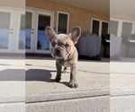 Small #2 French Bulldog