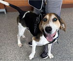 Small #6 Treeing Walker Coonhound Mix