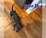 Small #9 Dachshund