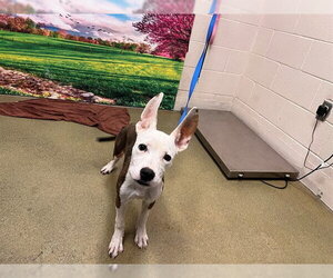 Bull Terrier-Unknown Mix Dogs for adoption in Moreno Valley, CA, USA