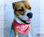 Small #8 Boxer Mix