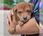 Small #1 American Bulldog-Chocolate Labrador retriever Mix