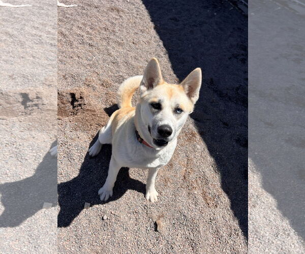 Medium Photo #5 Akita-Unknown Mix Puppy For Sale in Webster, WI, USA