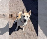 Small #4 Akita Mix