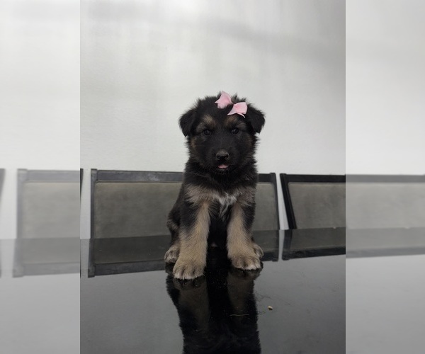 Medium Photo #1 German Shepherd Dog-Siberian Husky Mix Puppy For Sale in LAS VEGAS, NV, USA