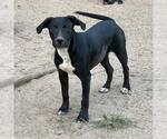 Small #7 Labrador Retriever Mix