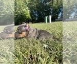 Small Photo #3 American Bully Puppy For Sale in CALLAWAY, MD, USA