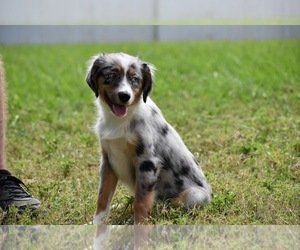 Miniature Australian Shepherd Puppy for sale in PALM COAST, FL, USA