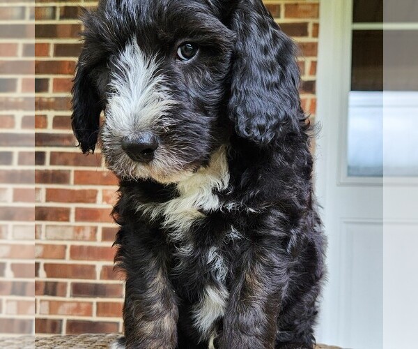 Medium Photo #1 F2 Aussiedoodle Puppy For Sale in COLUMBIA, TN, USA