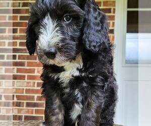 F2 Aussiedoodle Puppy for sale in COLUMBIA, TN, USA