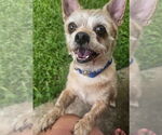 Small #1 Cairn Terrier Mix