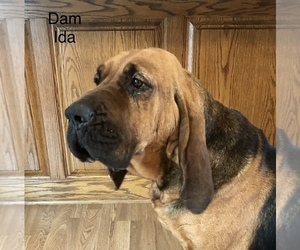 Mother of the Bloodhound puppies born on 07/28/2021