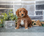 Puppy Bonnie Goldendoodle (Miniature)