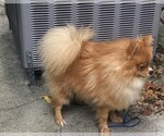 Small Photo #3 Pomeranian Puppy For Sale in LEHIGH ACRES, FL, USA