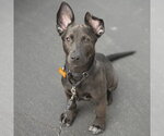 Bagel - Male Shepradors Dog for Adoption - Small photo