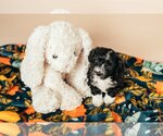 Small Photo #1 Dachshund Puppy For Sale in Crystal , MN, USA