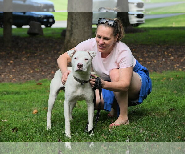 Medium Photo #1 American Staffordshire Terrier-Unknown Mix Puppy For Sale in Arlington, VA, USA