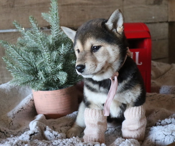 Medium Photo #5 Shiba Inu Puppy For Sale in HONEY BROOK, PA, USA