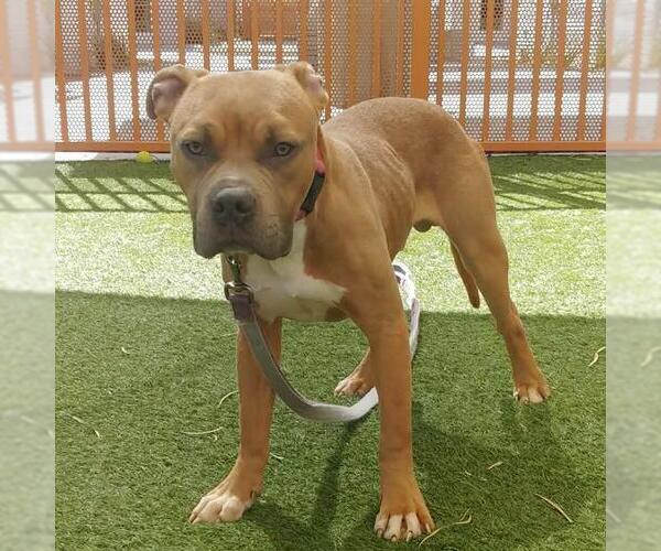 Medium Photo #2 Mutt Puppy For Sale in Las Vegas, NV, USA