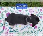 Small Photo #3 Beagle Puppy For Sale in COOS BAY, OR, USA