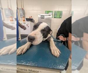 Labrador Retriever-Unknown Mix Dogs for adoption in Mobile, AL, USA