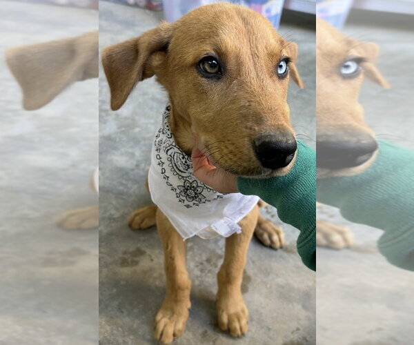 Medium Photo #4 Labrador Retriever-Unknown Mix Puppy For Sale in Dana Point, CA, USA