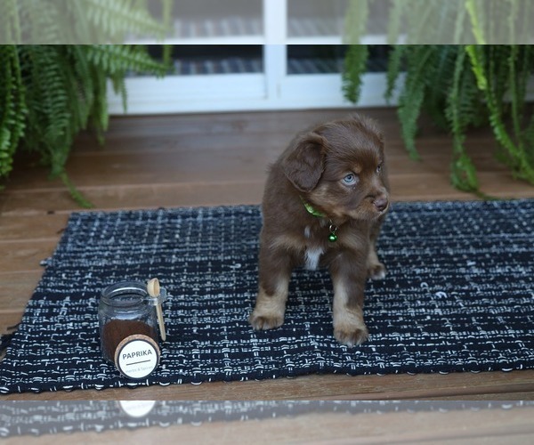 Medium Photo #3 Miniature American Shepherd Puppy For Sale in DAWSON, GA, USA