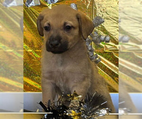 Medium Photo #1 Australian Kelpie-Great Pyrenees Mix Puppy For Sale in Plano, TX, USA