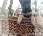 Small Photo #3 German Shepherd Dog Puppy For Sale in BEDFORD, IN, USA