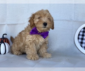 Goldendoodle Puppy for sale in LANCASTER, PA, USA