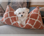 Puppy Spot Maltese