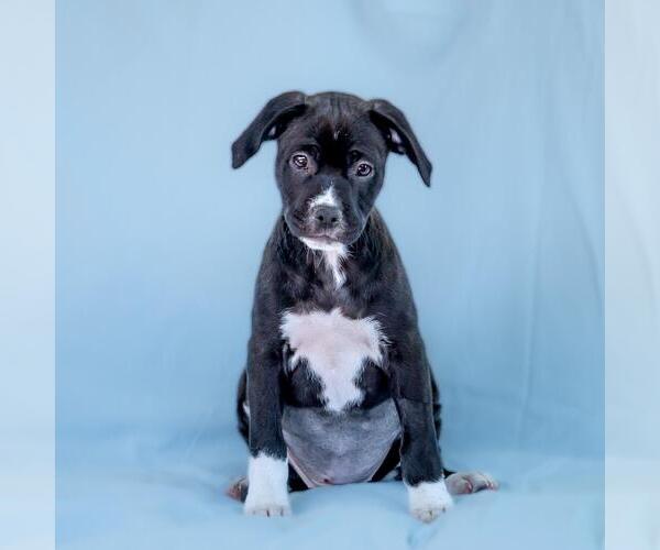 Medium Photo #2 Colonial Cocker Spaniel-Unknown Mix Puppy For Sale in San Diego, CA, USA