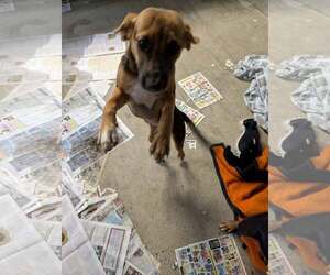 Deedee - Female Mutt Dog for Adoption