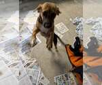 Deedee - Female Mutt Dog for Adoption - Small photo
