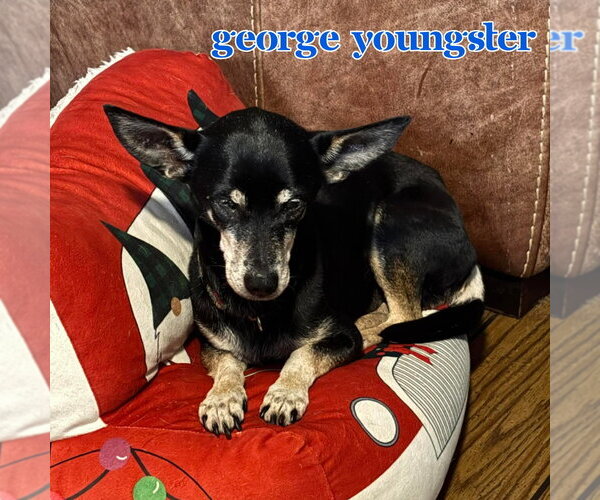 Medium Photo #4 Chiweenie Puppy For Sale in San Antonio, TX, USA