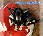 Small #3 Chiweenie
