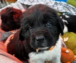 Image preview for Ad Listing. Nickname: Newfie