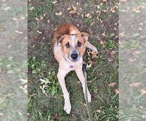 Australian Shepherd-Unknown Mix Dogs for adoption in Louisville, KY, USA
