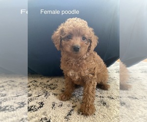 Poodle (Miniature) Puppy for sale in MORAVIA, NY, USA